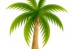 palm